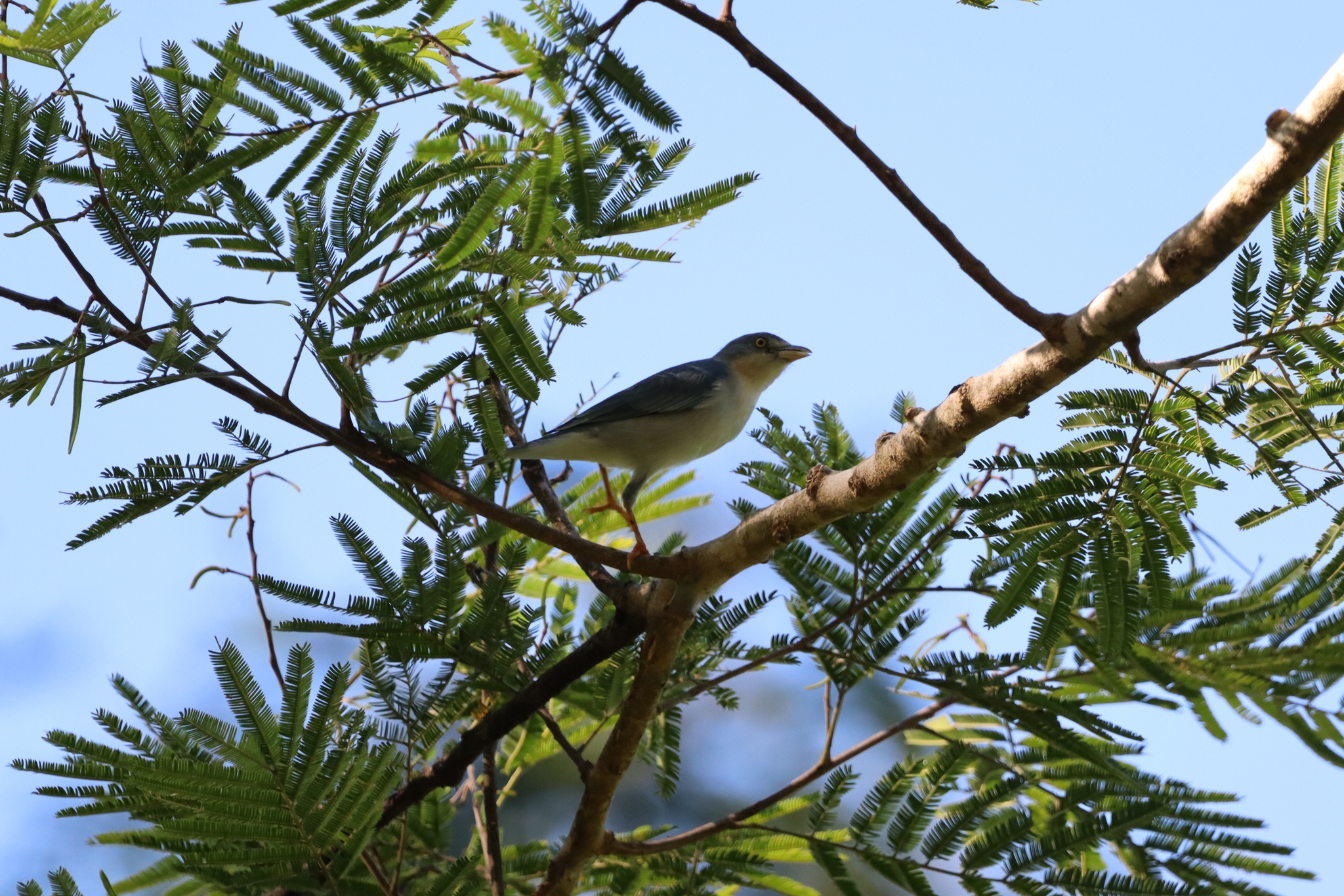 Hooded Tanager (Nemosia pileata), photo 5
