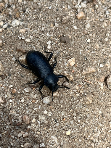iNaturalist observation photo of Cnodalonini
