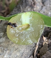 Amphibolips quercusracemaria