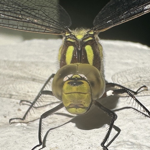 Southern Hawker