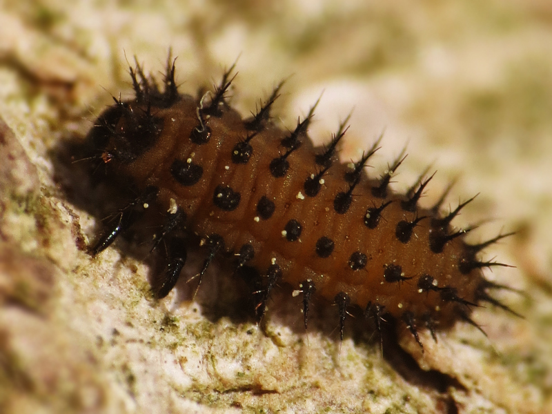 Kuwana's Lady Beetle