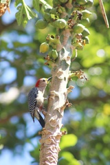 Melanerpes pygmaeus