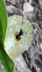 Amphibolips quercusracemaria