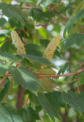 (c) Morten Ross, some rights reserved (CC BY) Acer caudatum, photograph (c) Morten Ross, some rights reserved (CC BY)
