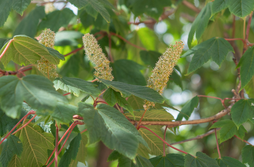 Acer caudatum; photograph (c) Morten Ross, some rights reserved (CC BY)