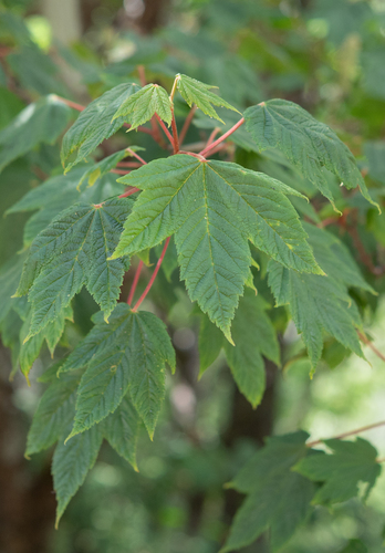 Acer caudatum