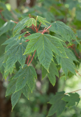 (c) Morten Ross, some rights reserved (CC BY) Acer caudatum, photograph (c) Morten Ross, some rights reserved (CC BY)