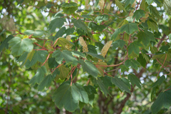 (c) Morten Ross, some rights reserved (CC BY) Acer caudatum, photograph (c) Morten Ross, some rights reserved (CC BY)