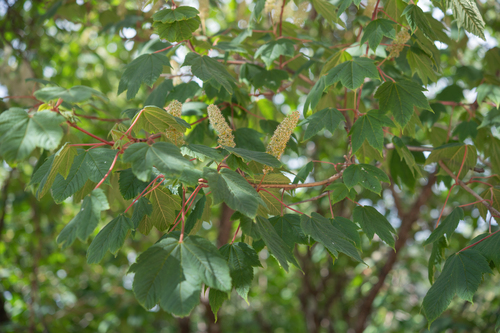 Acer caudatum, photograph 3