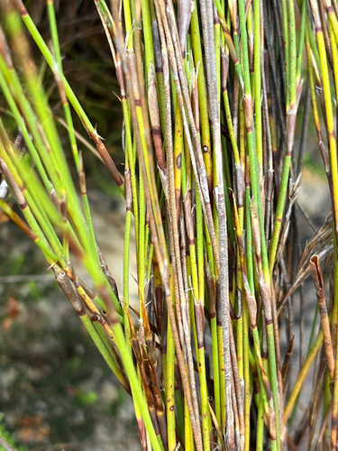 Restio festuciformis, photograph 2