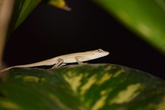 Anolis wellbornae