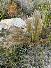 Restio festuciformis, photograph (c) Dave U, some rights reserved (CC BY-SA)