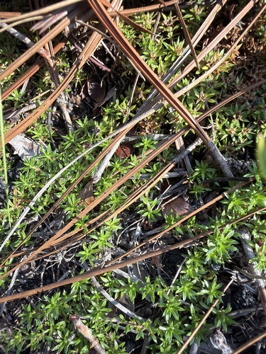 Pyxidanthera brevifolia