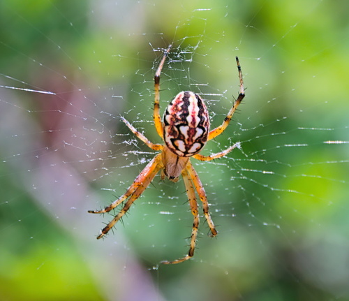 Bordered Orbweaver