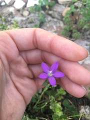 Triodanis perfoliata