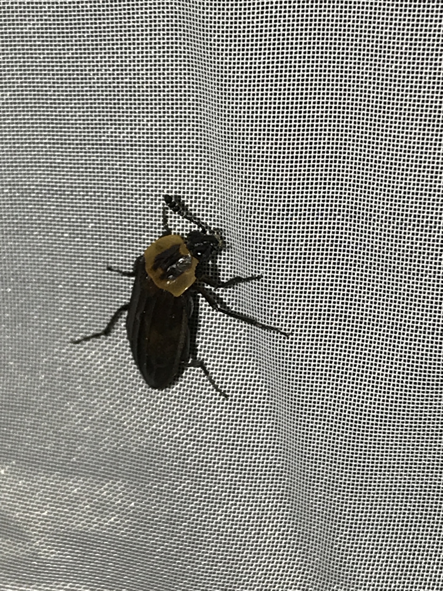 Silphinae image