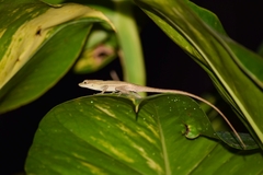 Anolis wellbornae
