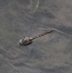 Epitheca petechialis