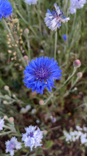 Cornflower
