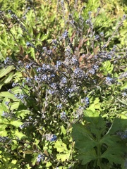 Myosotis stricta