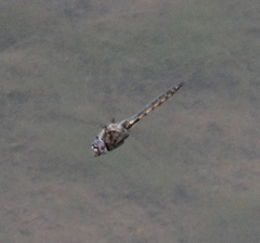 Epitheca petechialis