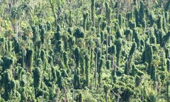 Ipomoea setosa sepacuitensis
