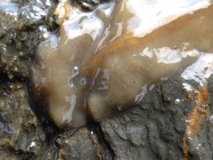 Notoplanidae