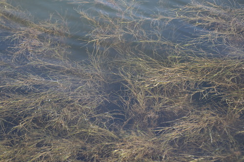 Ruppia maritima, photograph 5