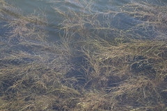 Ruppia maritima, photograph (c) Cricket Raspet, some rights reserved (CC BY)