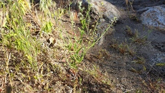 Lepidium virginicum menziesii