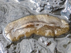 Notoplanidae