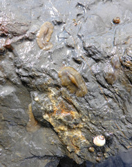 Notoplanidae