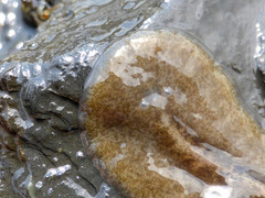Notoplanidae