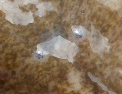 Notoplanidae