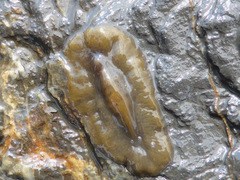 Notoplanidae