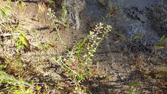 Lepidium virginicum menziesii