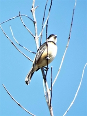 Sporophila torqueola