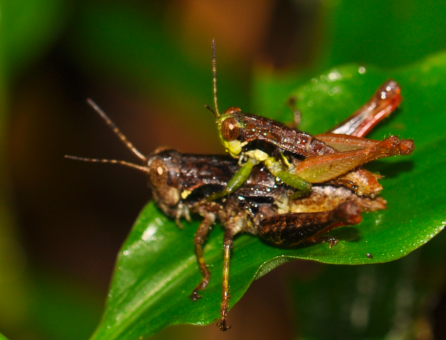 Serpusilla ochreopyga