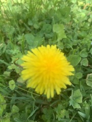 Taraxacum officinale