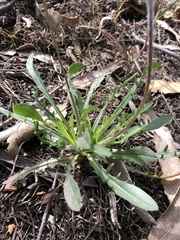 Agoseris apargioides