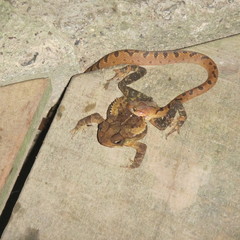 Leptodeira polysticta