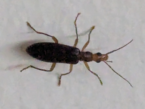 Thelyphassa apicata observed 2026-07-01