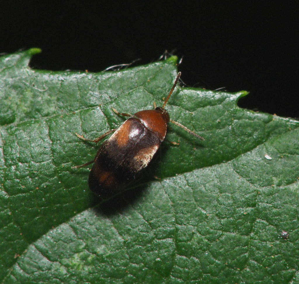 Anaspis quadrimaculata