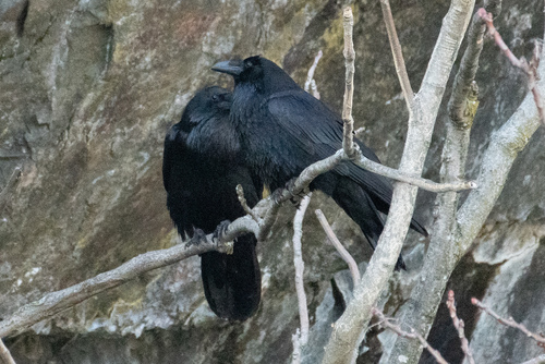 Common Raven photographed in Massachusetts