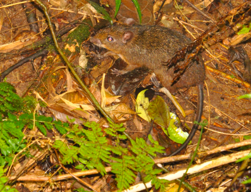 Island Mouse