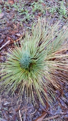 Xanthorrhoea quadrangulata