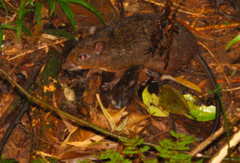 Nesomys rufus