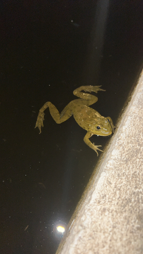 Iberian Green Frog