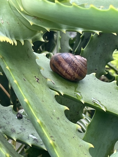 Helix, 2026-06-29