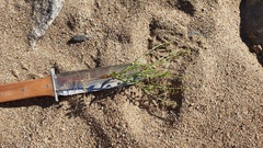 Lepidium virginicum menziesii